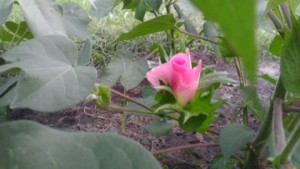 cotton pink flower