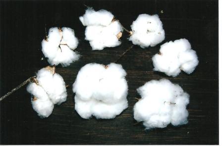 COTTON EDUCATIONAL TEACHERS KIT 5 PACK SEED GINNED AND RAW COTTON USA