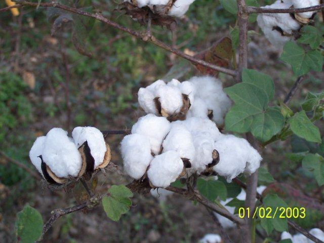 cotton-farm.jpg