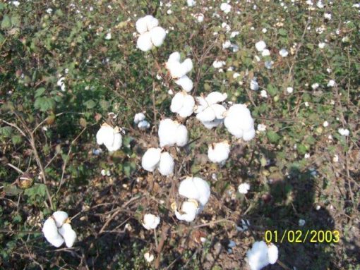 cottonseed-rajhans