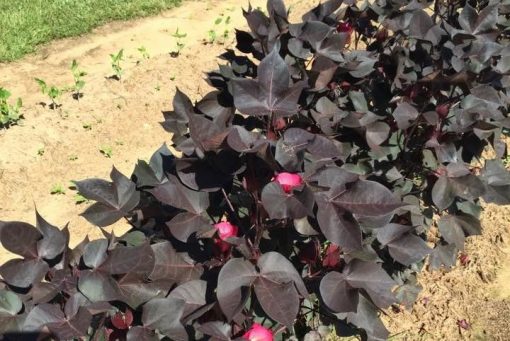 black nigra ornamental cotton plant gardening